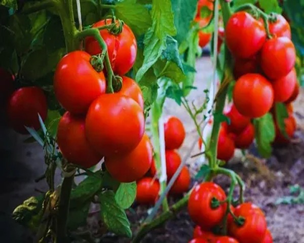 تصویر 5 از فروش گوجه فرنگی بوته رس + قیمت خرید به صرفه